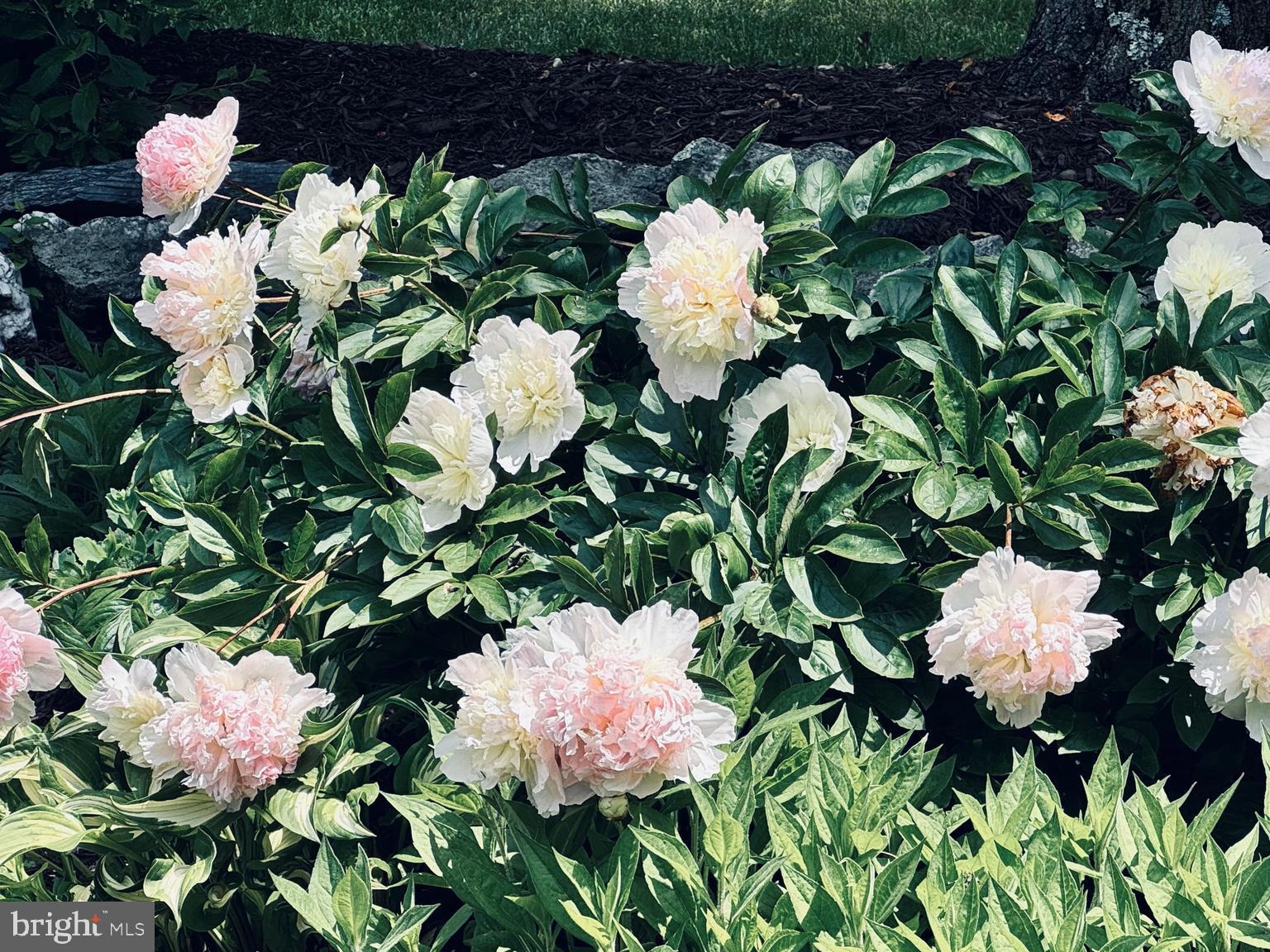 8029 Ridge Road Frederick, MD 21702 - Photo 80 of 91 Dozens of blooms in spring/summer