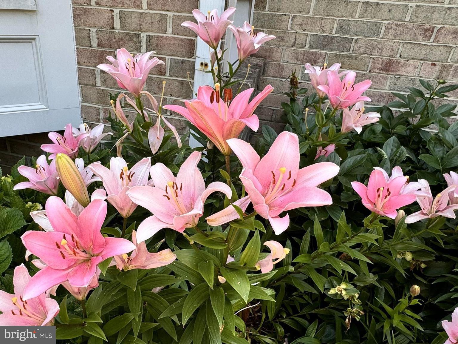 8029 Ridge Road Frederick, MD 21702 - Photo 81 of 91 Dozens of blooms in spring/summer