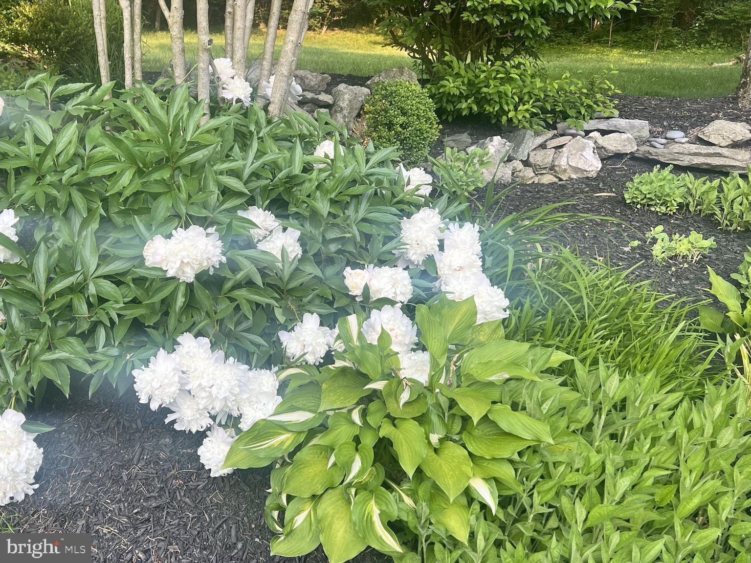 8029 Ridge Road Frederick, MD 21702 - Photo 82 of 91 Dozens of blooms in spring/summer