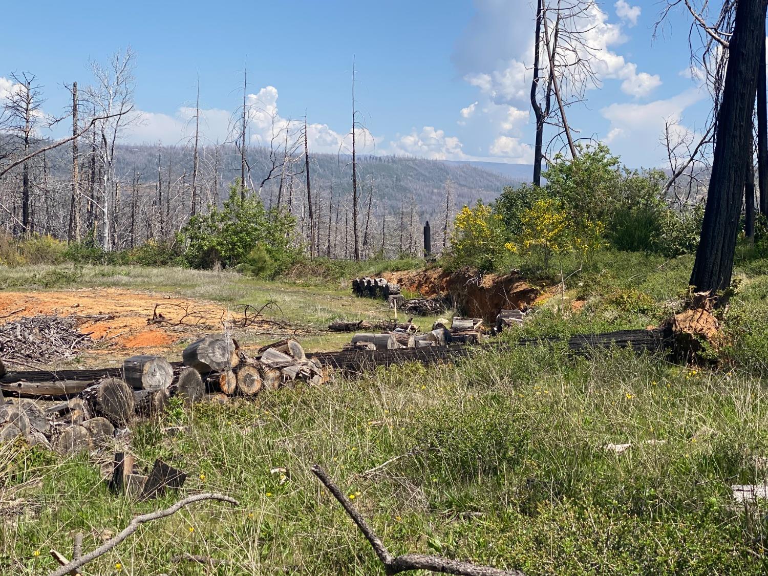 9 Jatko Road Berry Creek, CA 95916 - Photo 16 of 26 a view of a yard with a tree