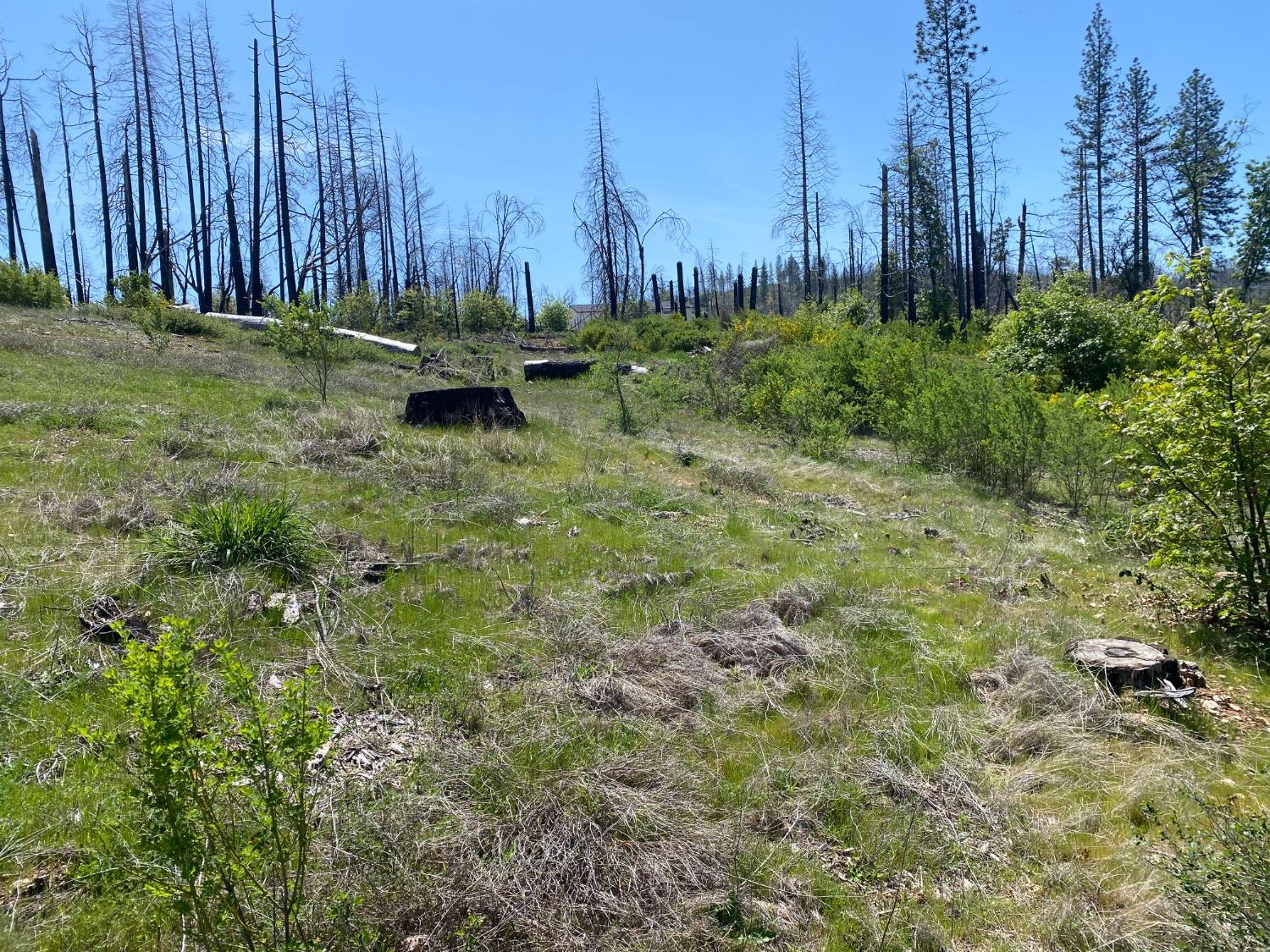 9 Jatko Road Berry Creek, CA 95916 - Photo 20 of 26 a backyard of a house with lots of green space