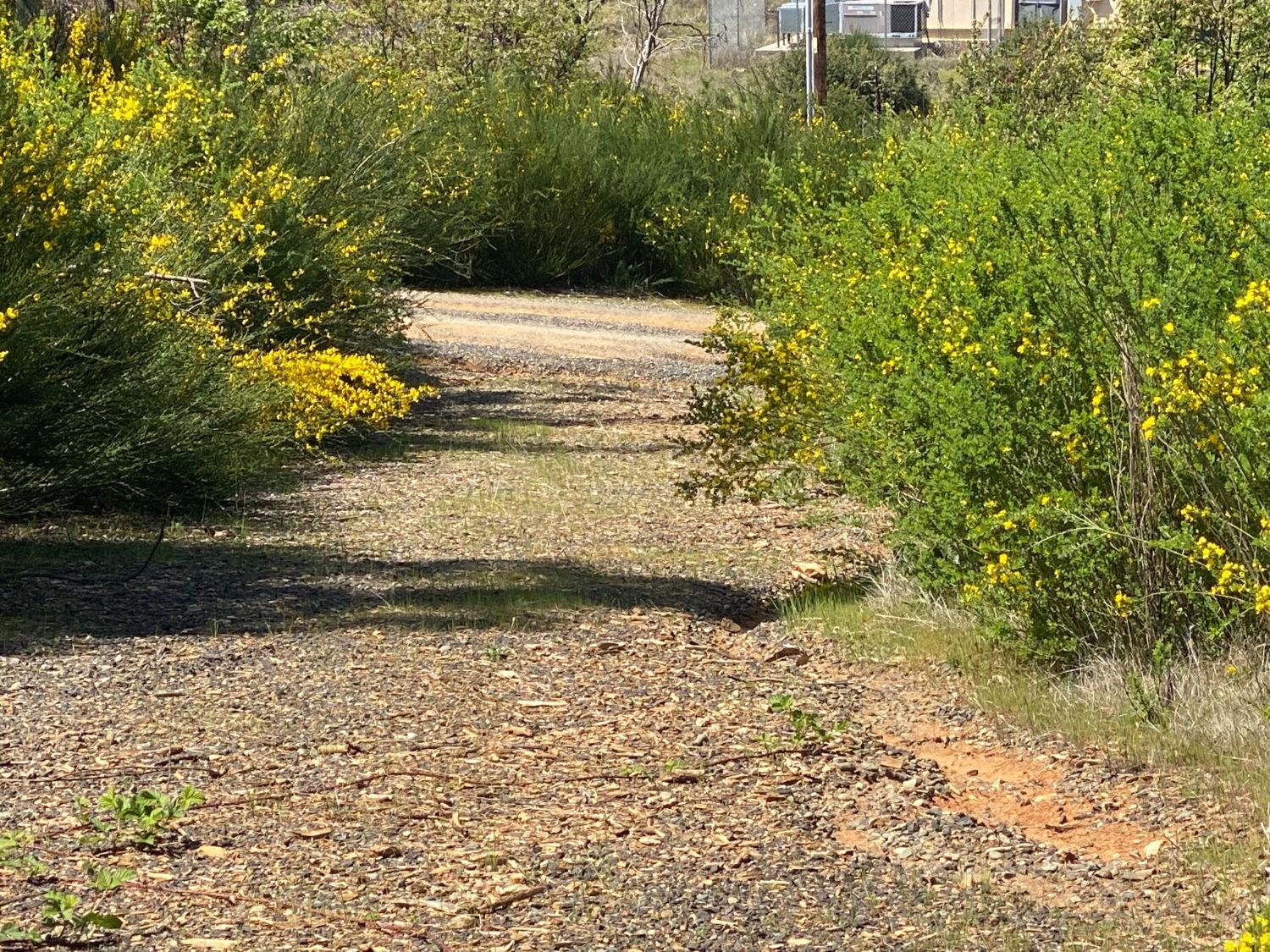 9 Jatko Road Berry Creek, CA 95916 - Photo 23 of 26 a view of a yard with large trees