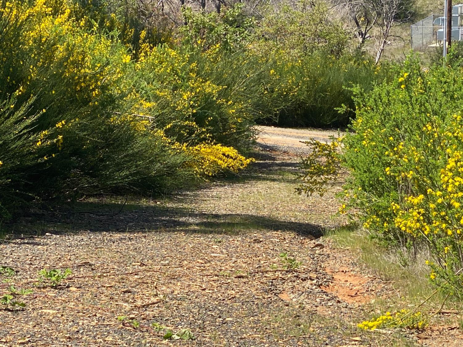 9 Jatko Road Berry Creek, CA 95916 - Photo 24 of 26 a view of a yard