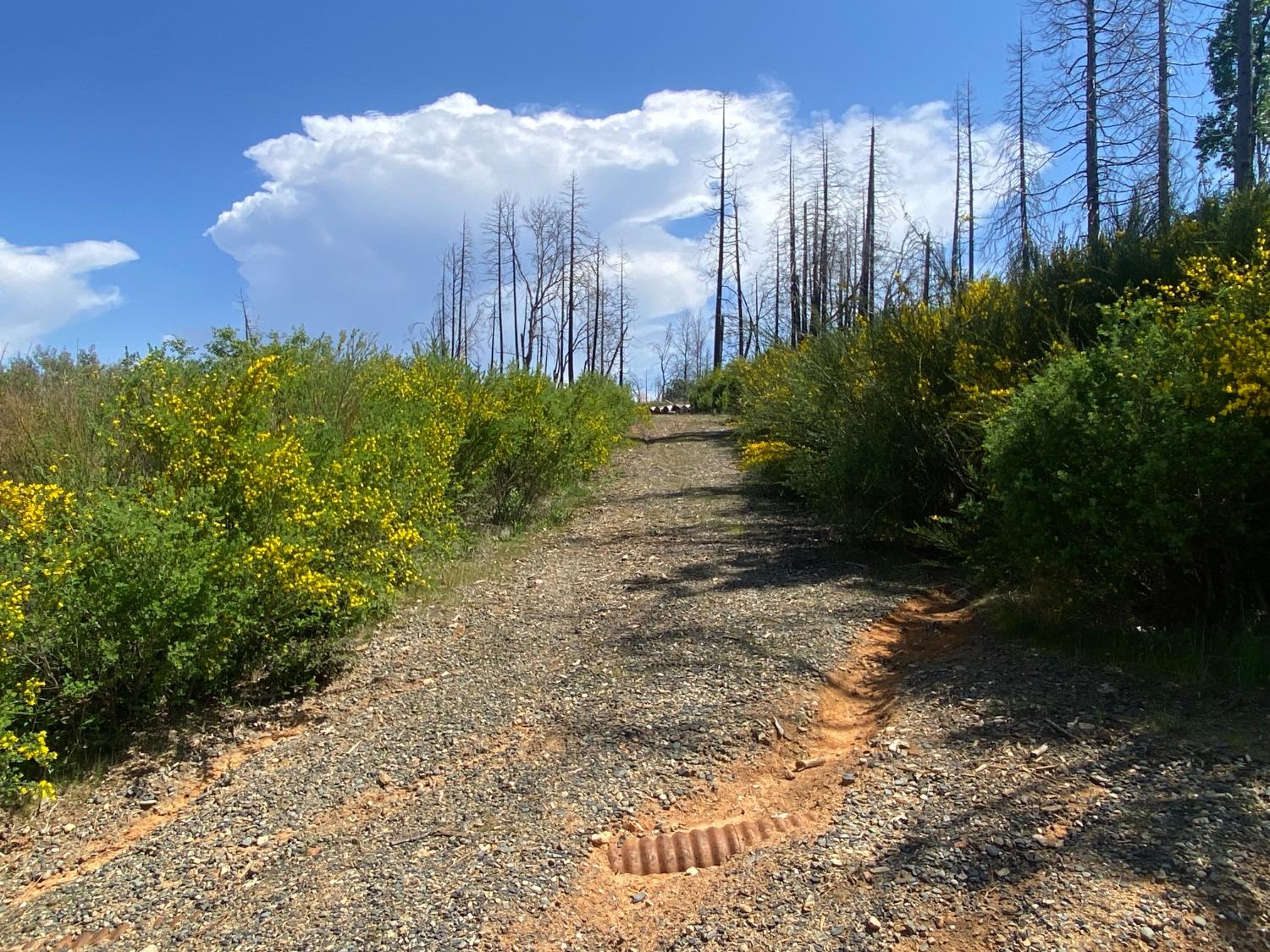 9 Jatko Road Berry Creek, CA 95916 - Photo 25 of 26 a view of a back yard of the house