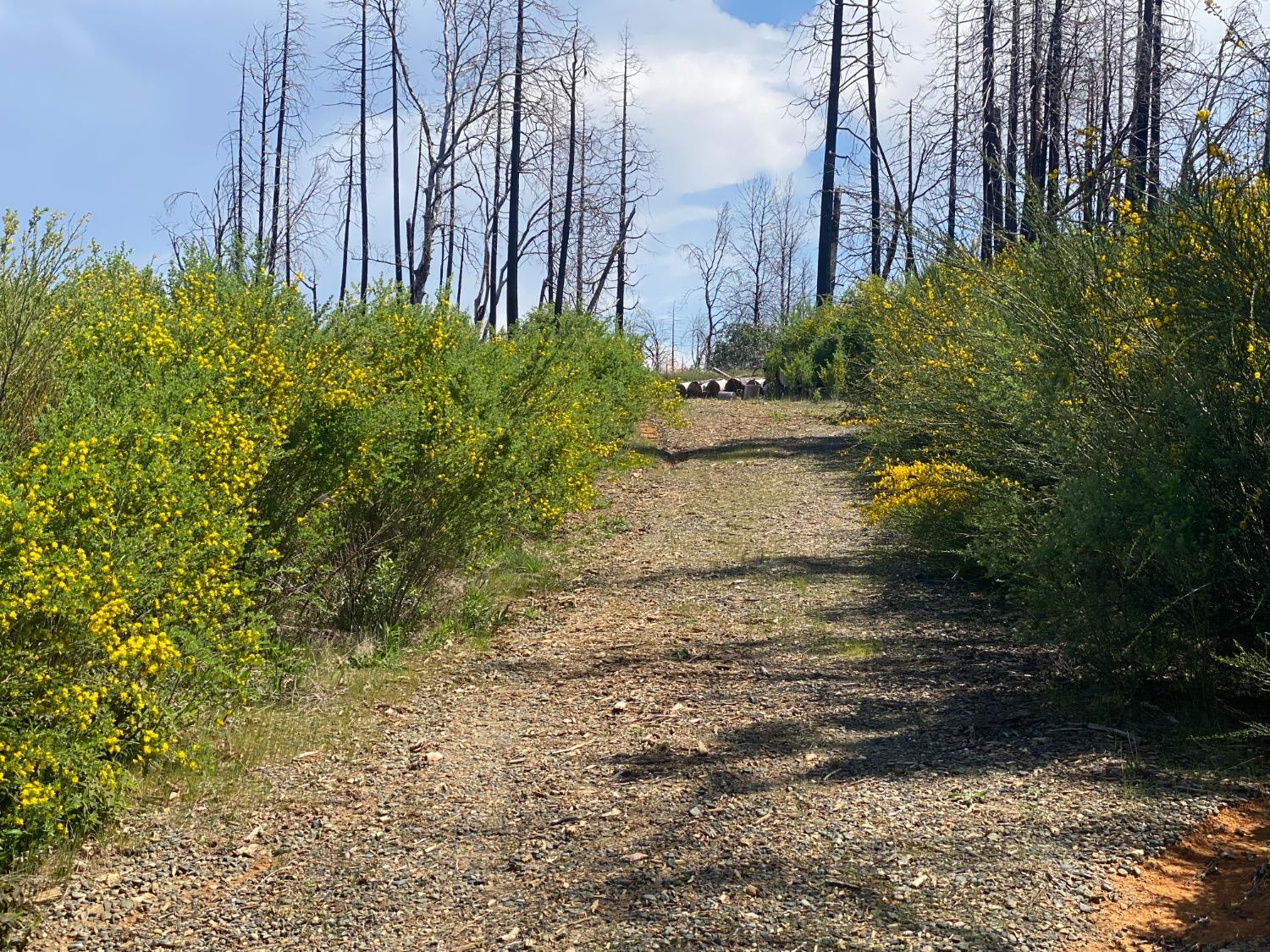 9 Jatko Road Berry Creek, CA 95916 - Photo 26 of 26 a view of a yard