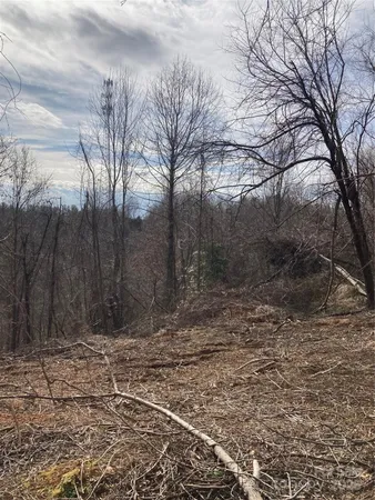 a view of a yard with trees