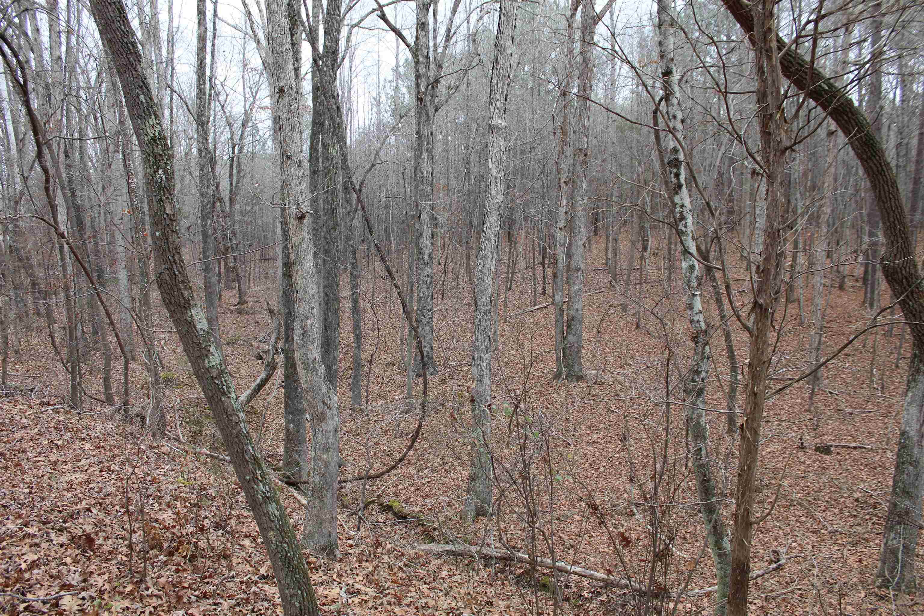 0 Rockport McIllwain Road Holladay, TN 38341 - Photo 11 of 14 a view of a yard with lots of trees