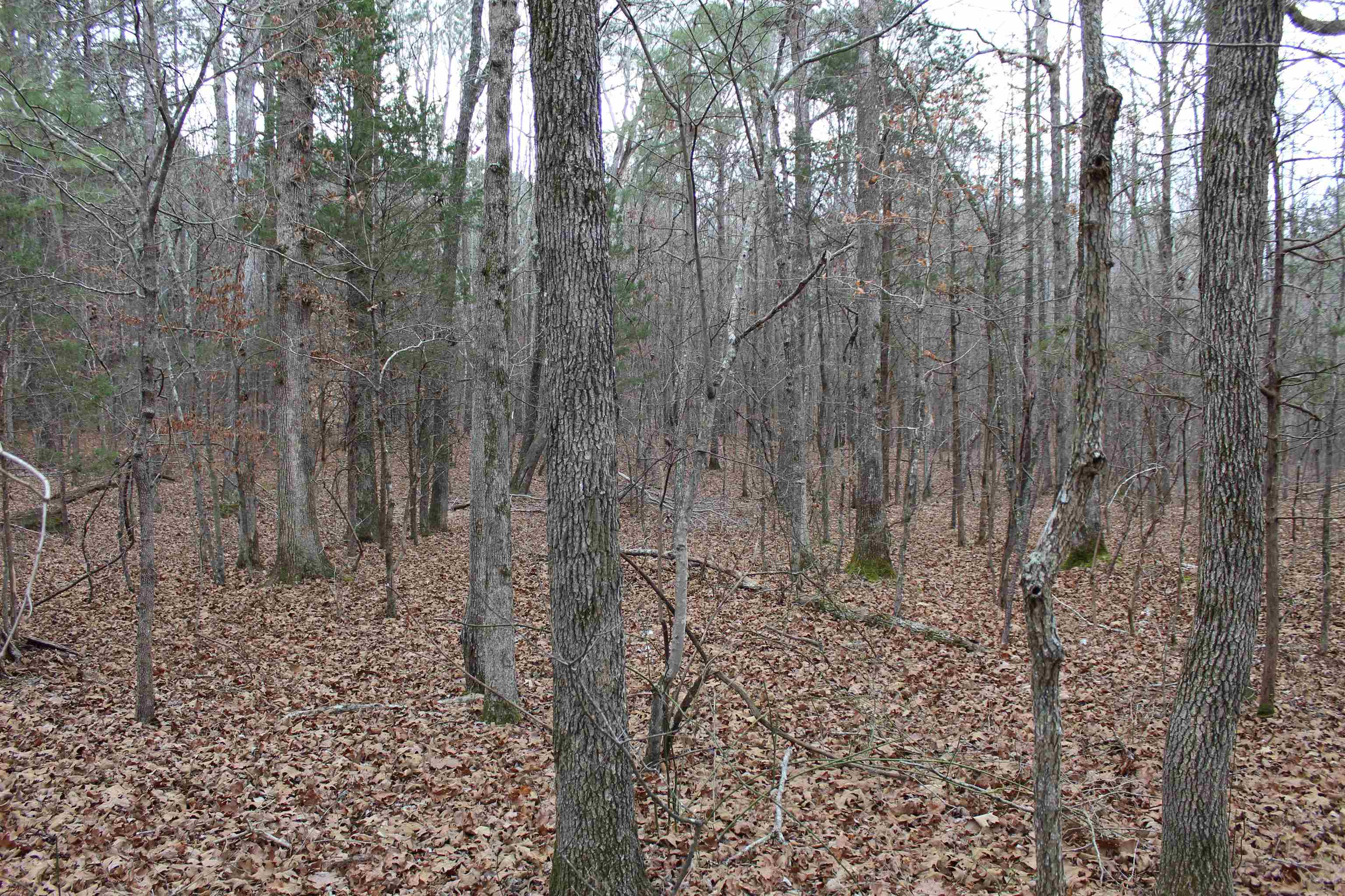 0 Rockport McIllwain Road Holladay, TN 38341 - Photo 13 of 14 a view of a dry yard with trees in the background
