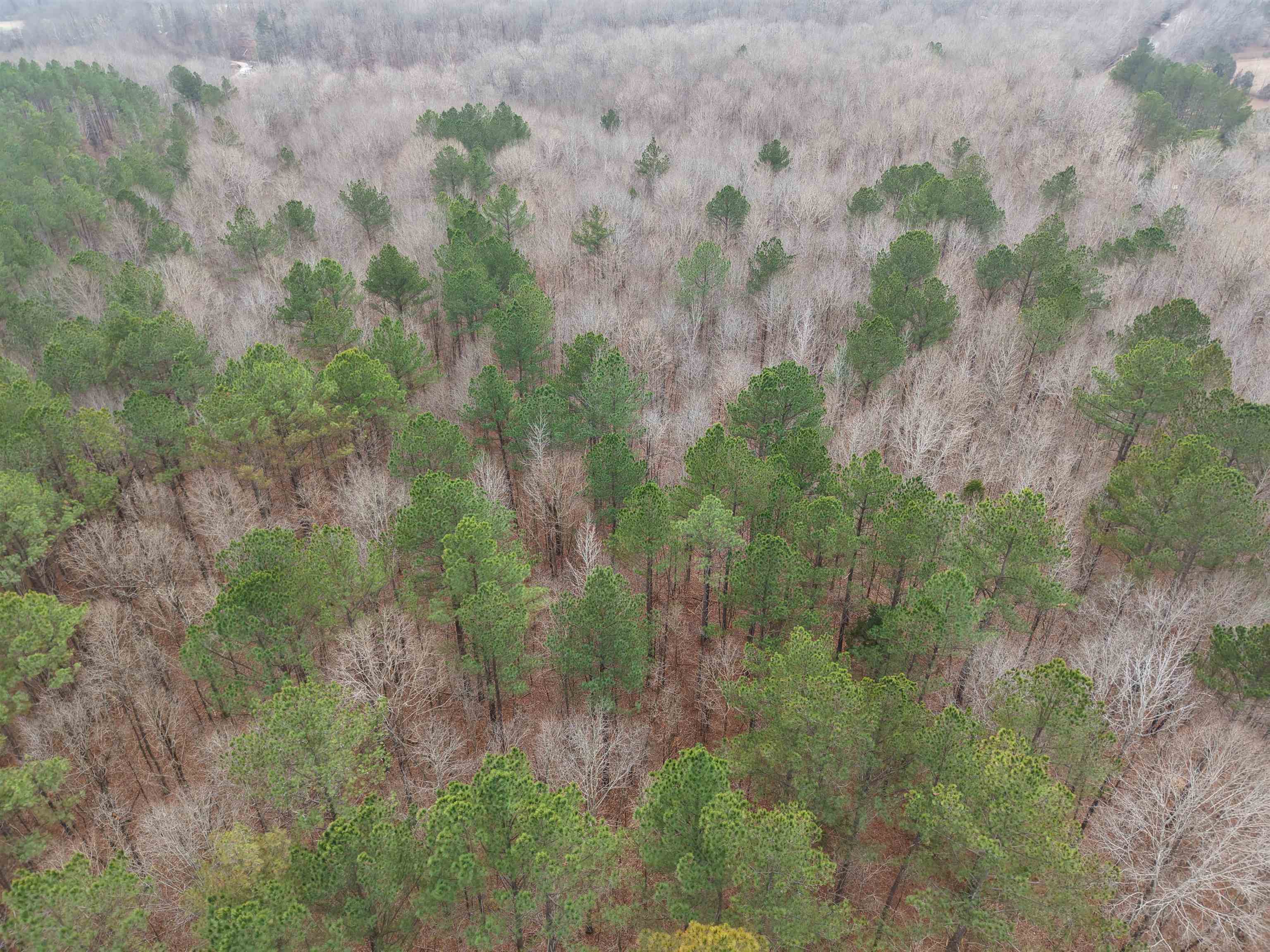 0 Rockport McIllwain Road Holladay, TN 38341 - Photo 5 of 14 a view of a bunch of trees