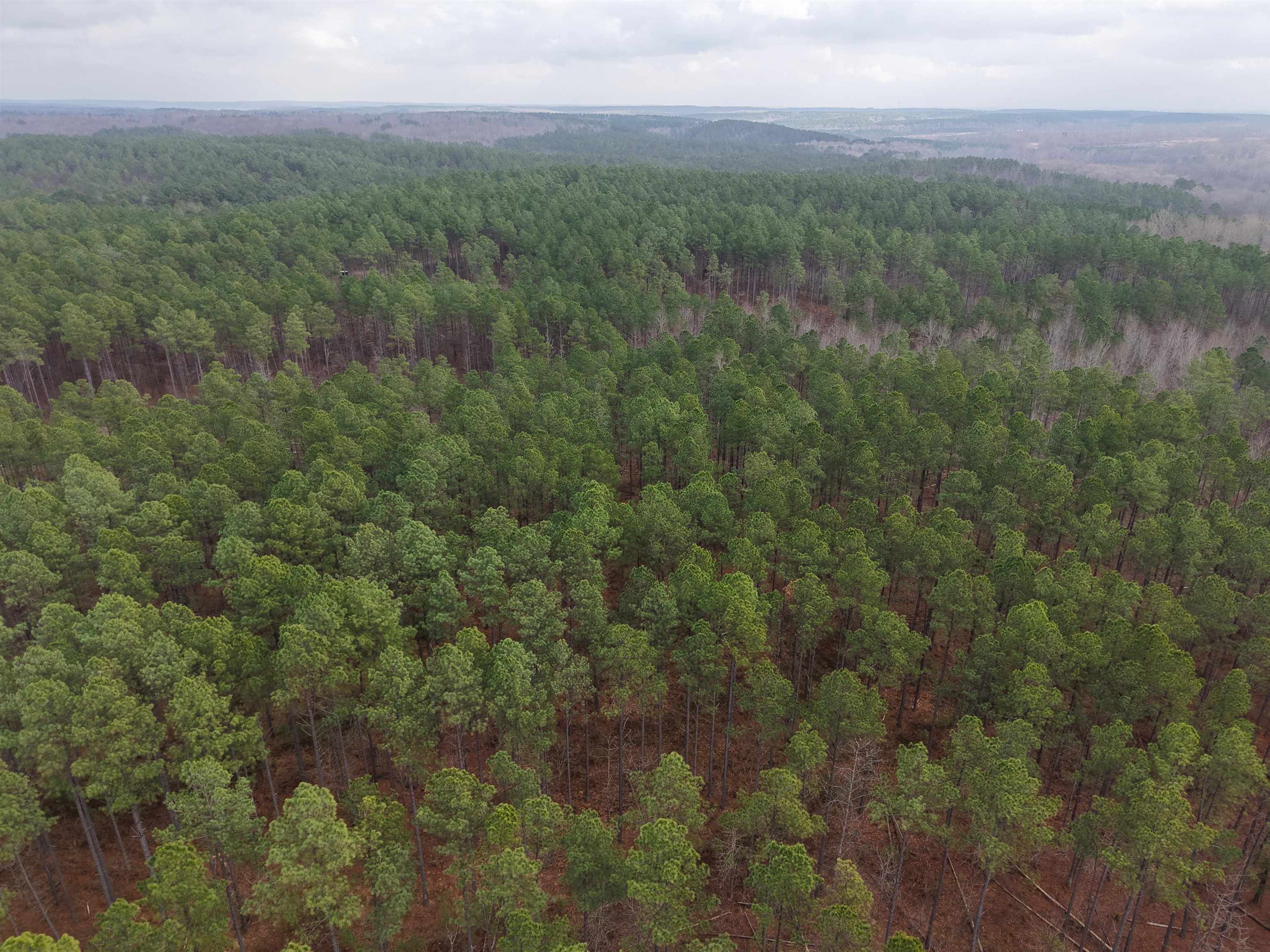 0 Rockport McIllwain Road Holladay, TN 38341 - Photo 6 of 14 a view of a field of grass and trees