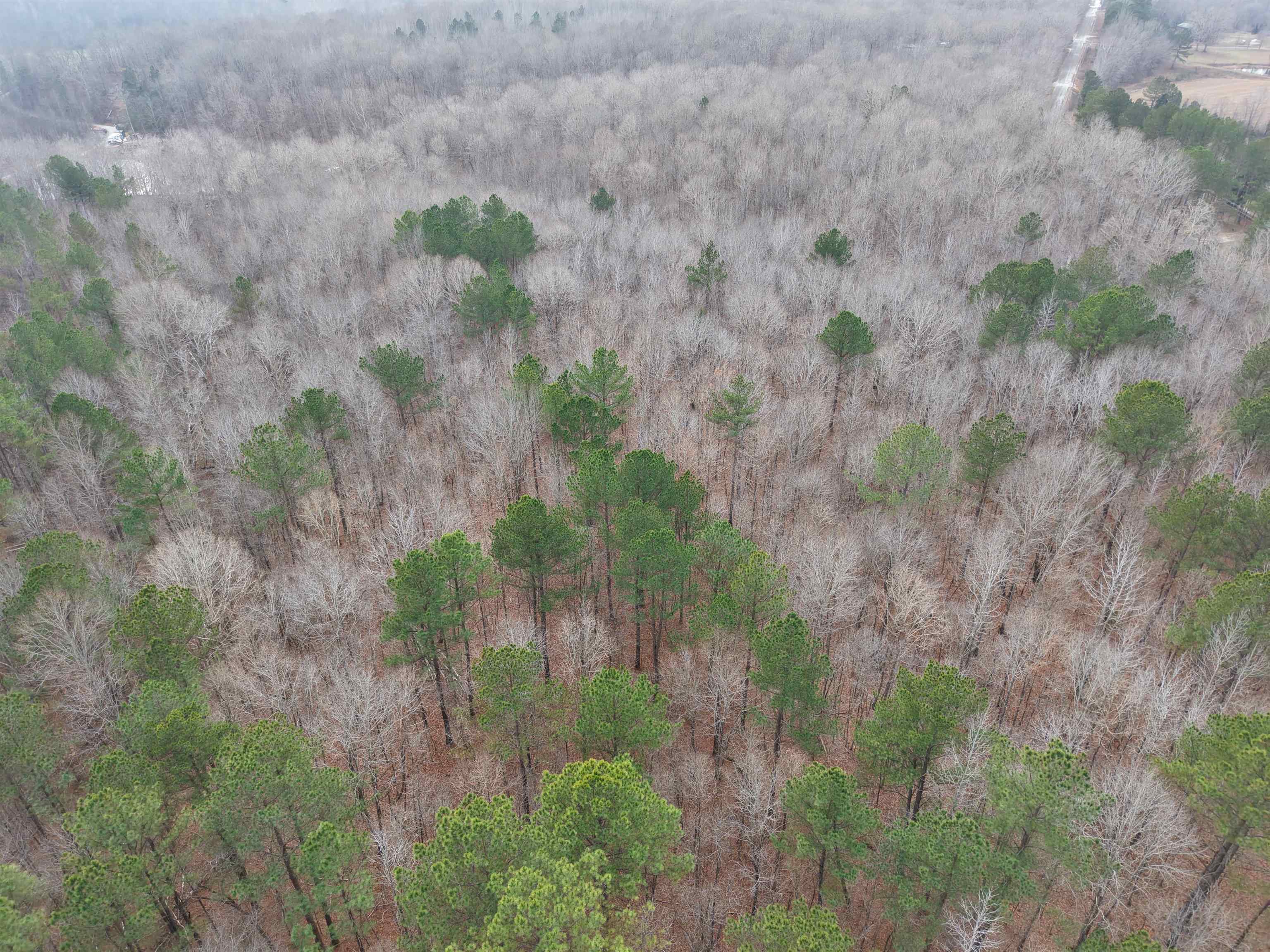 0 Rockport McIllwain Road Holladay, TN 38341 - Photo 7 of 14 a view of a dry yard with plants and large trees