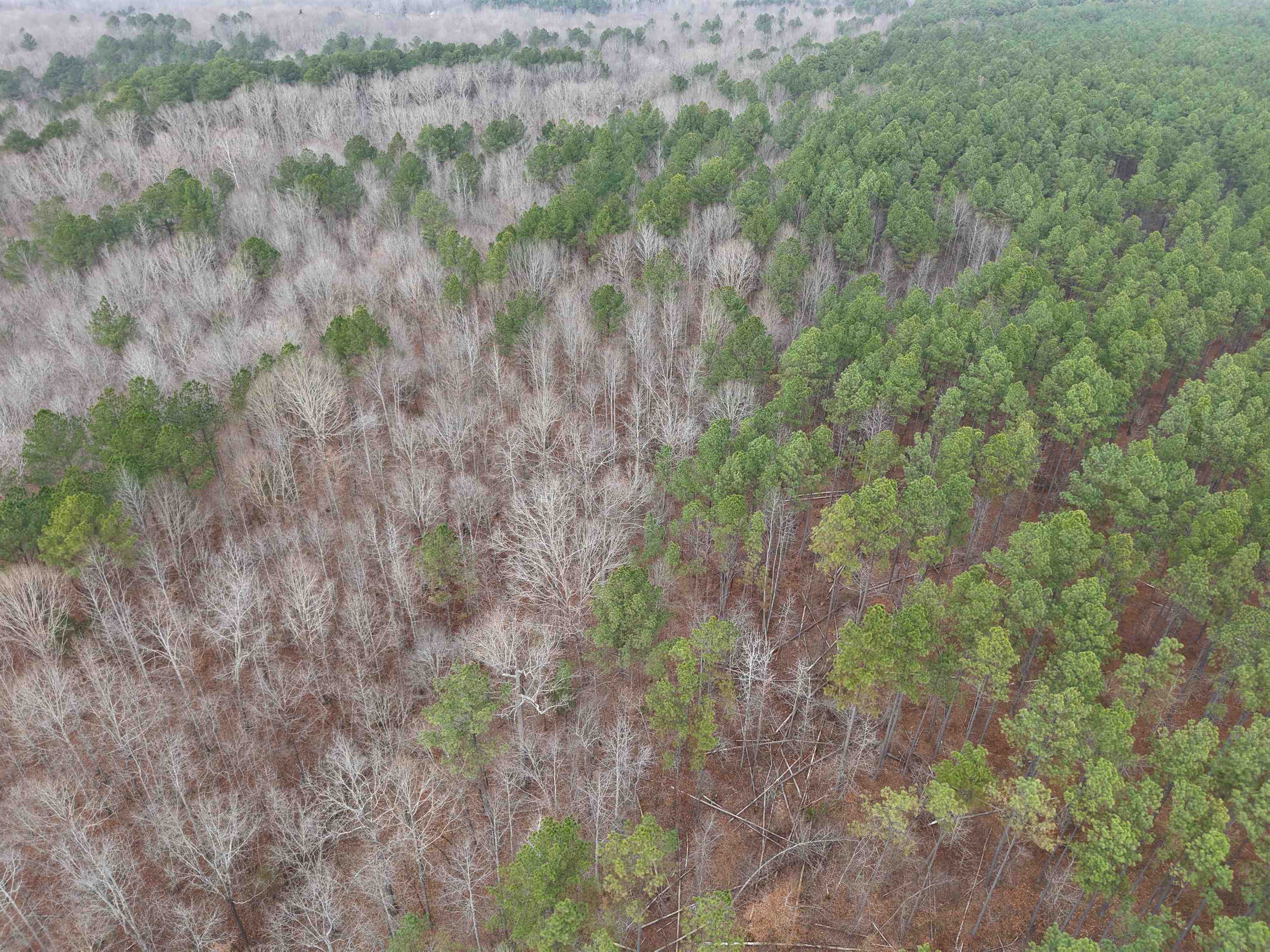 0 Rockport McIllwain Road Holladay, TN 38341 - Photo 10 of 14 a view of a forest with a tree