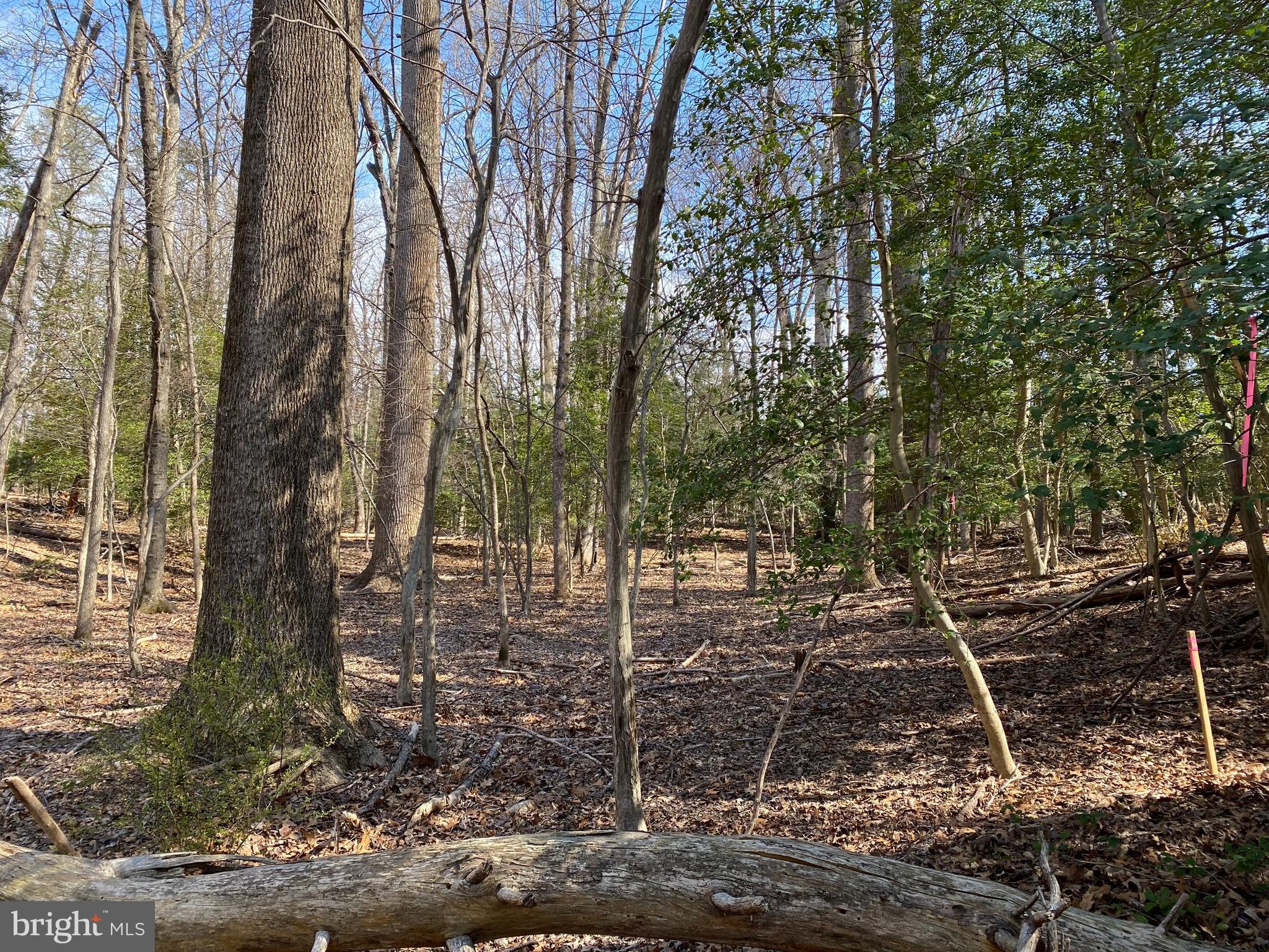 Vale Spring Drive Oakton, VA 22124 - Photo 7 of 10