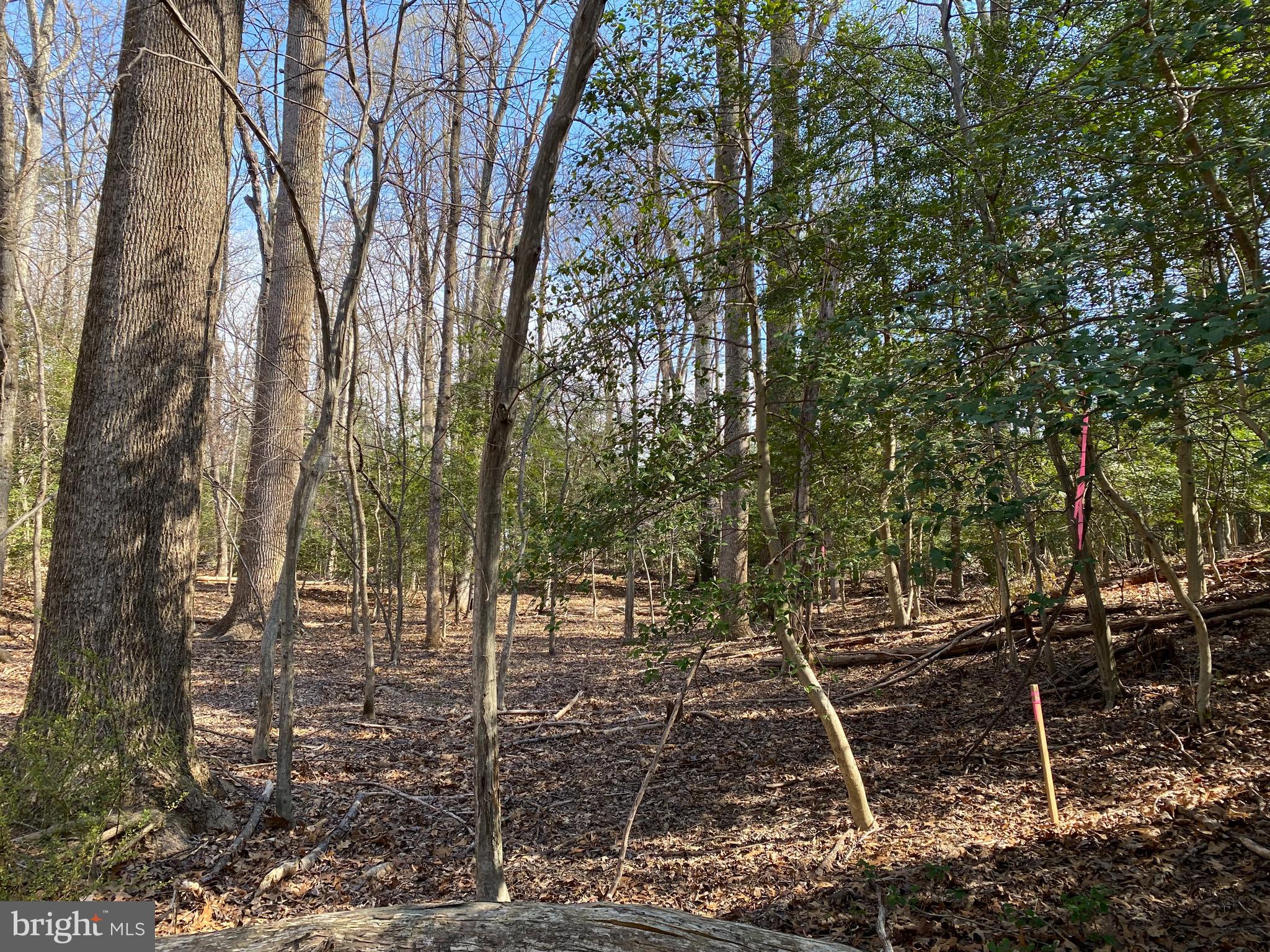 Vale Spring Drive Oakton, VA 22124 - Photo 8 of 10