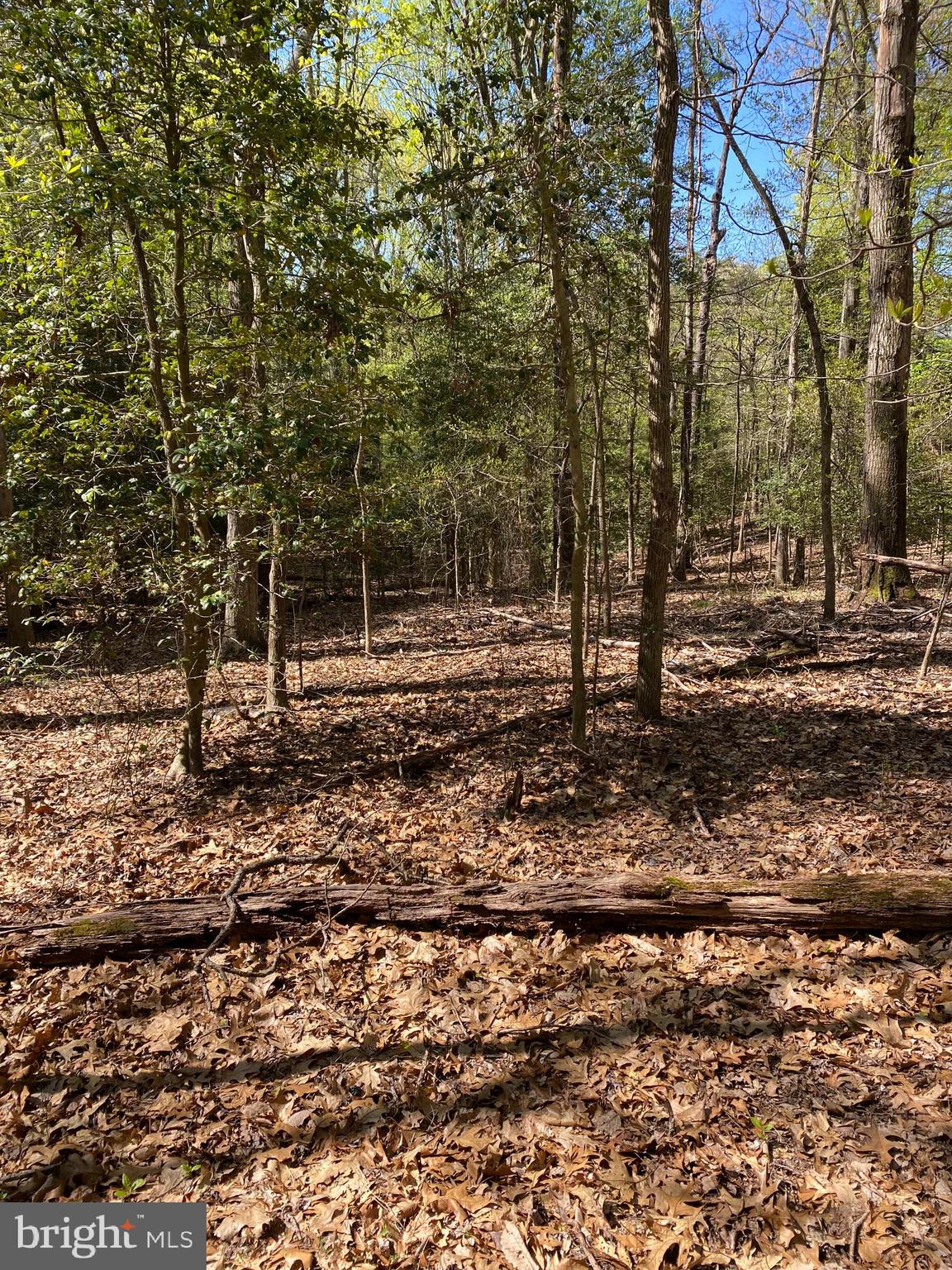 Vale Spring Drive Oakton, VA 22124 - Photo 9 of 10