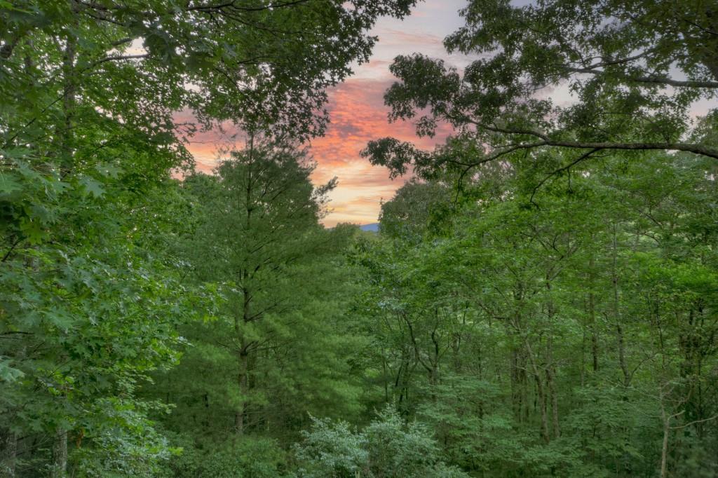 97 Doyle Carder Parkway Blue Ridge, GA 30513 - Photo 29 of 49 a view of a tree
