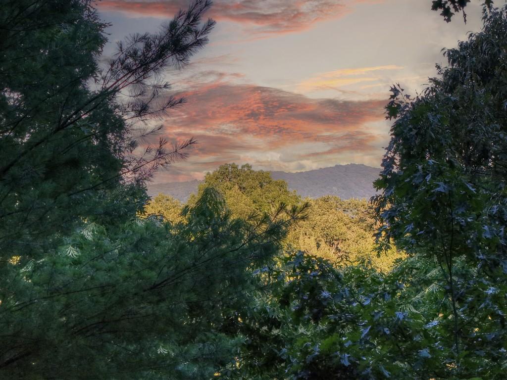 97 Doyle Carder Parkway Blue Ridge, GA 30513 - Photo 4 of 49 a view of a yard