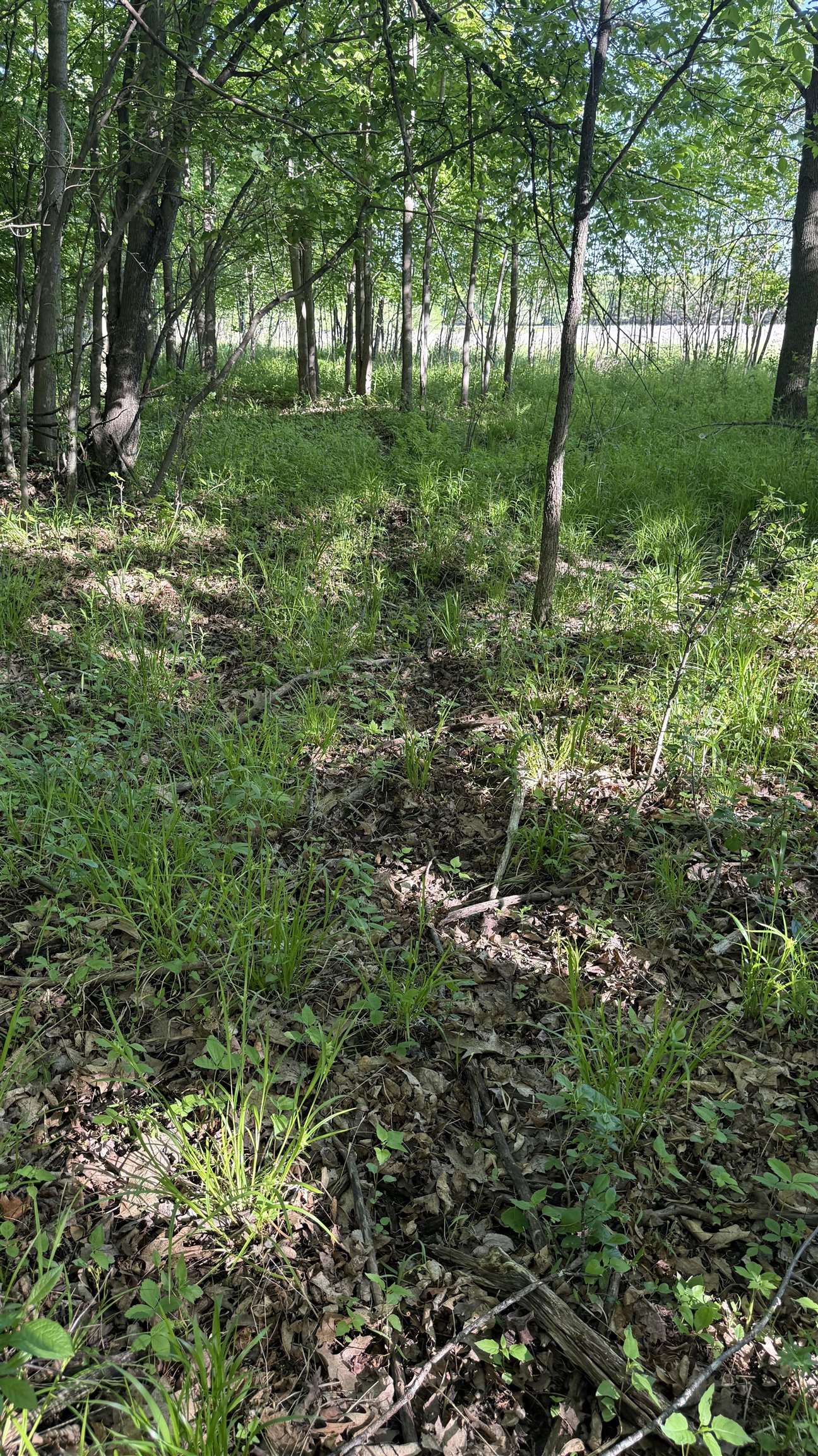 Lot 1 County Road Z Ringle, WI 54471 - Photo 10 of 22