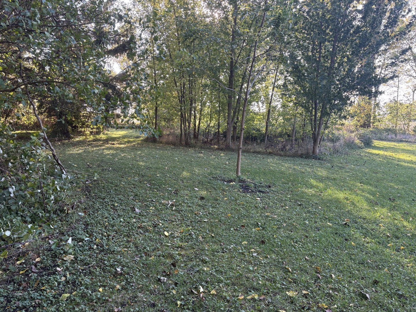 2306 Beach Road Ashton, IL 61006 - Photo 48 of 56 a view of a tree in a yard