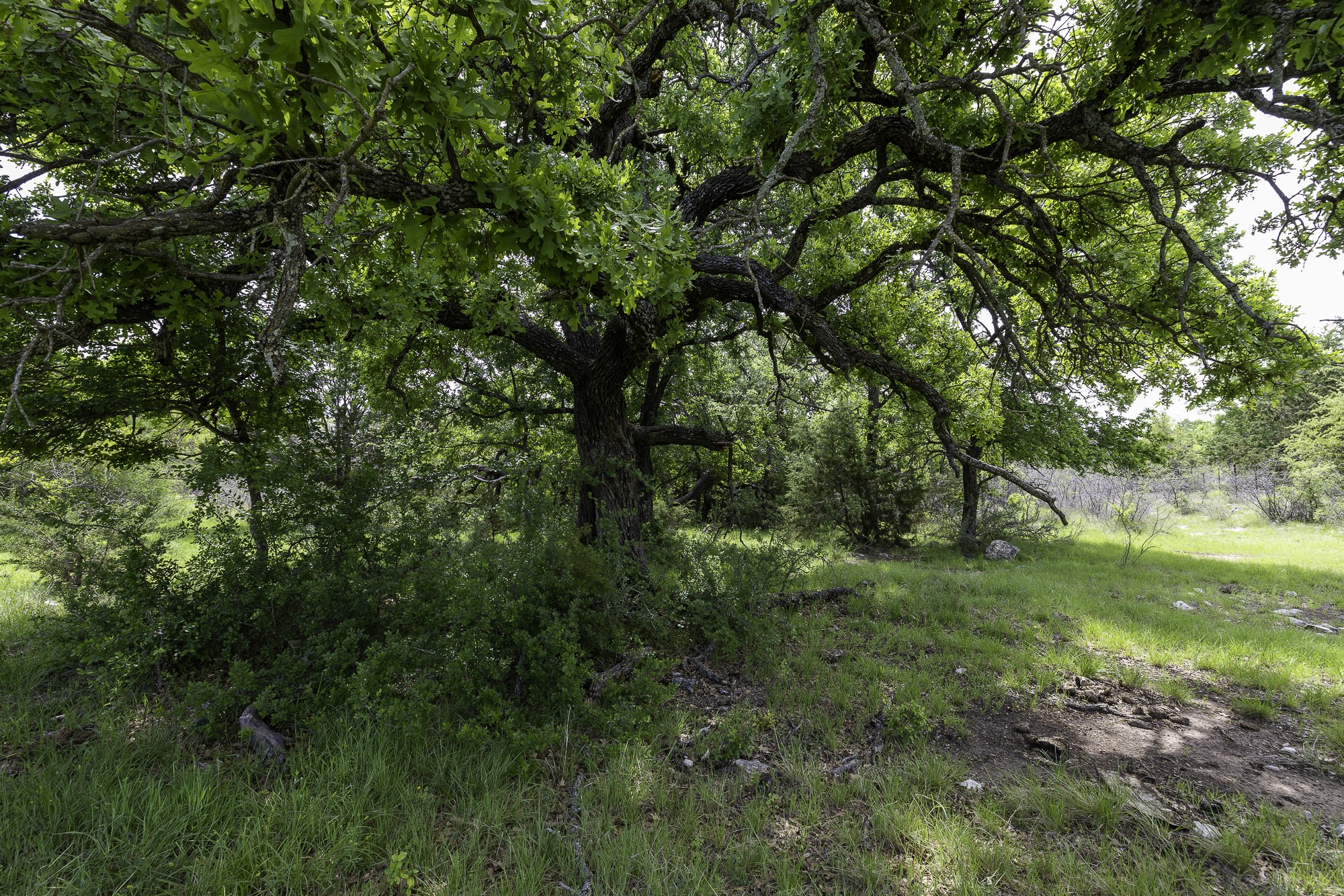 525 Jack Rabbit Circle Zephyr, TX 76890 - Photo 2 of 37 a view of a lush green space