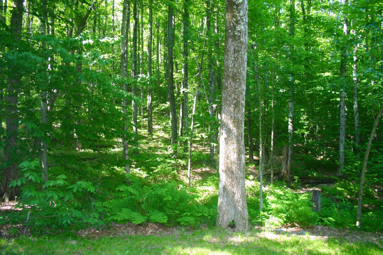 116 Stebbins Road Otis, MA 01253 - Photo 24 of 25 land