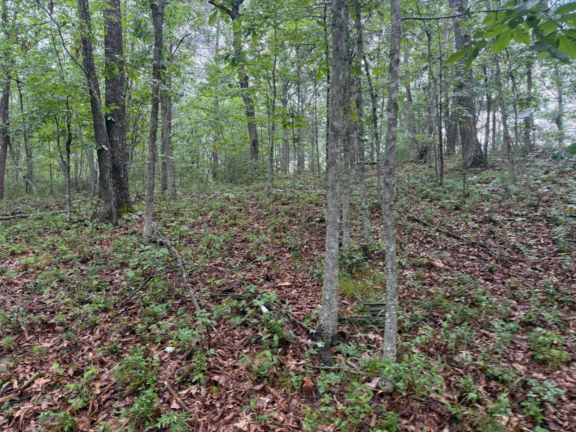 Tbd Short Ridge Drive Bland, VA 24315 - Photo 48 of 125 Gallery Image 48