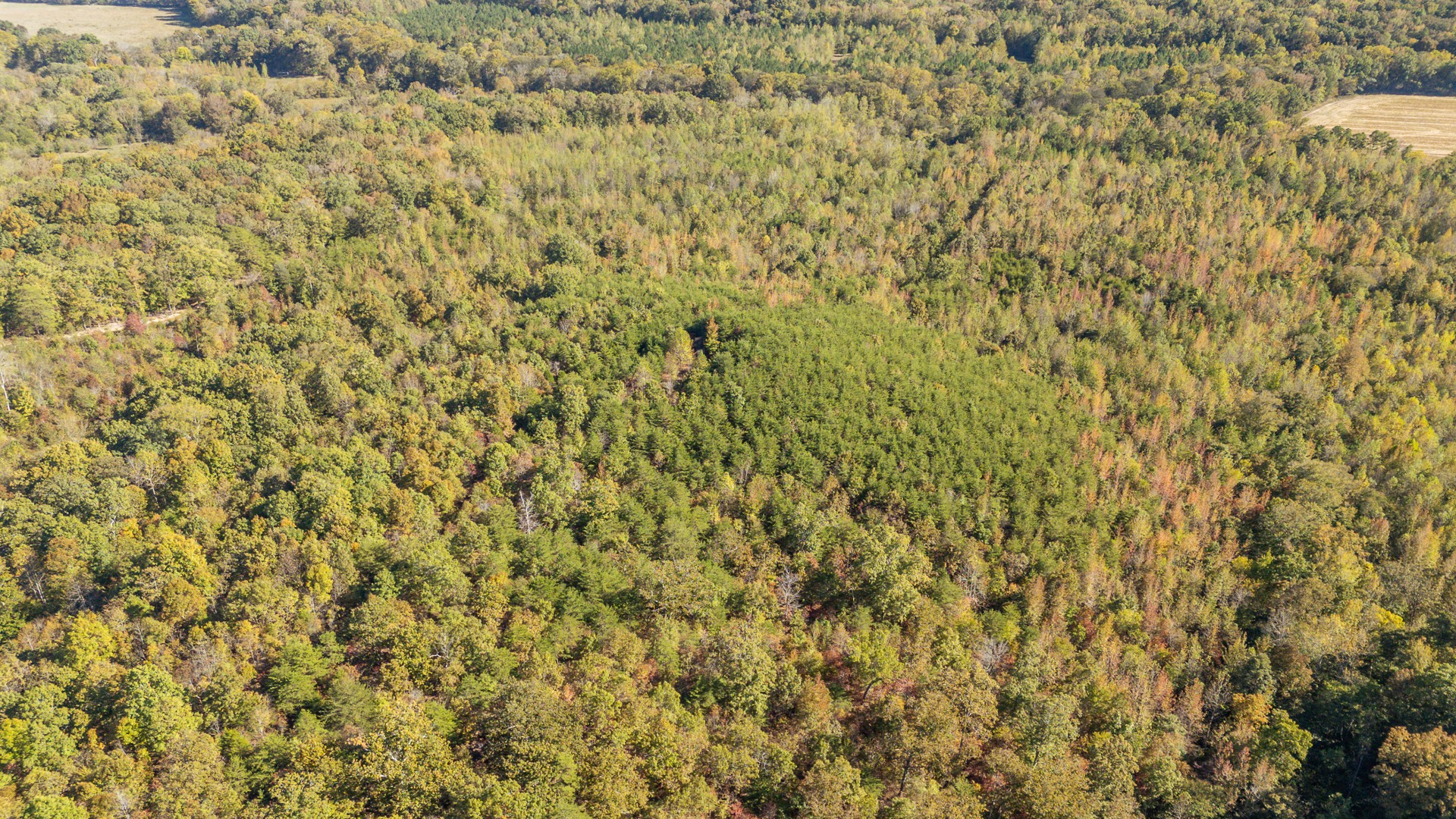 0 Cotton Court Road Clifton, TN 38425 - Photo 12 of 17 a close up of a plant