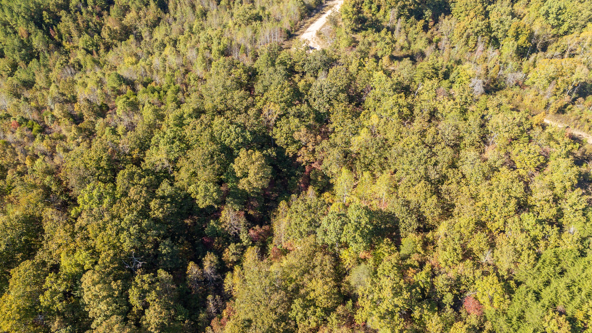 0 Cotton Court Road Clifton, TN 38425 - Photo 14 of 17 a view of a yard