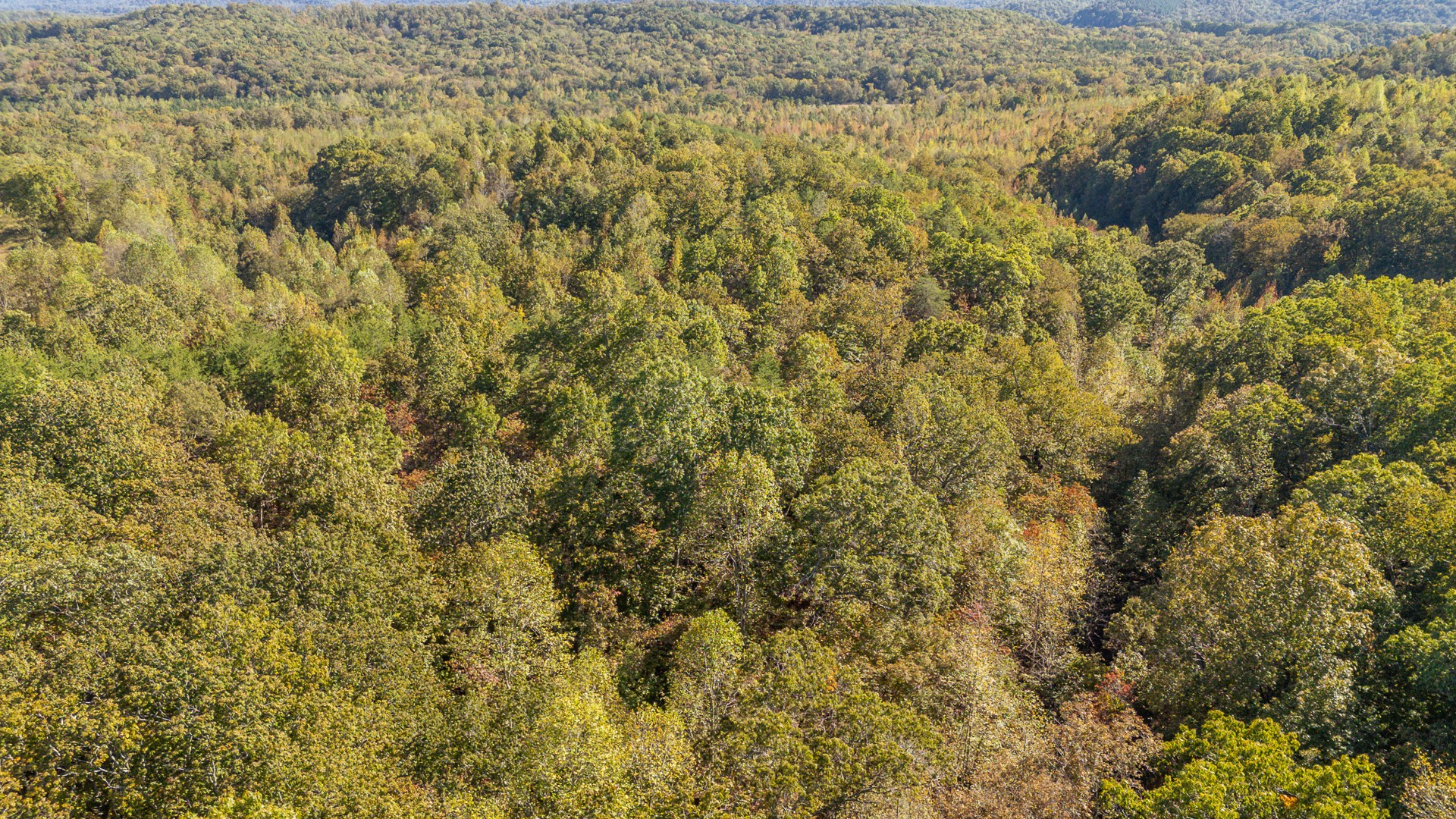 0 Cotton Court Road Clifton, TN 38425 - Photo 17 of 17