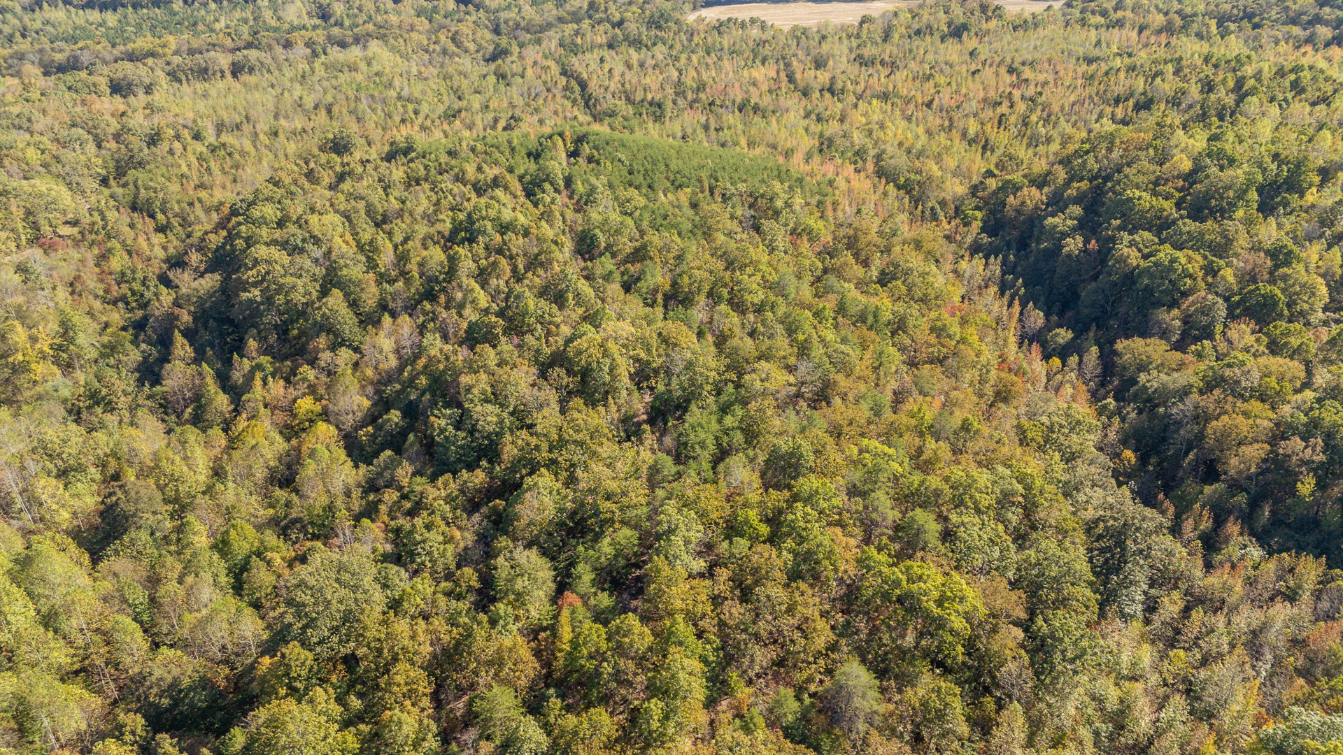 0 Cotton Court Road Clifton, TN 38425 - Photo 8 of 17 a view of a yard