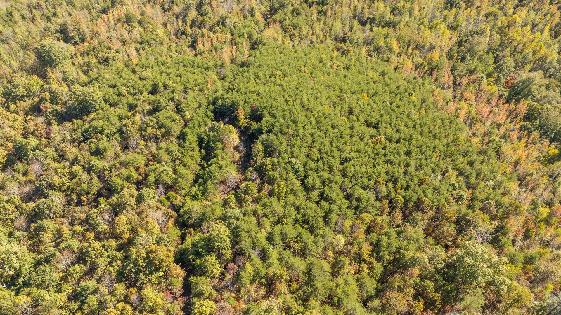 0 Cotton Court Road Clifton, TN 38425 - Photo 10 of 17 a view of a window
