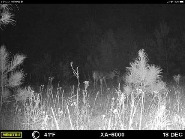 20736 Ray Armstrong Road Andalusia, AL 36421 - Photo 25 of 41 Gallery Image 25