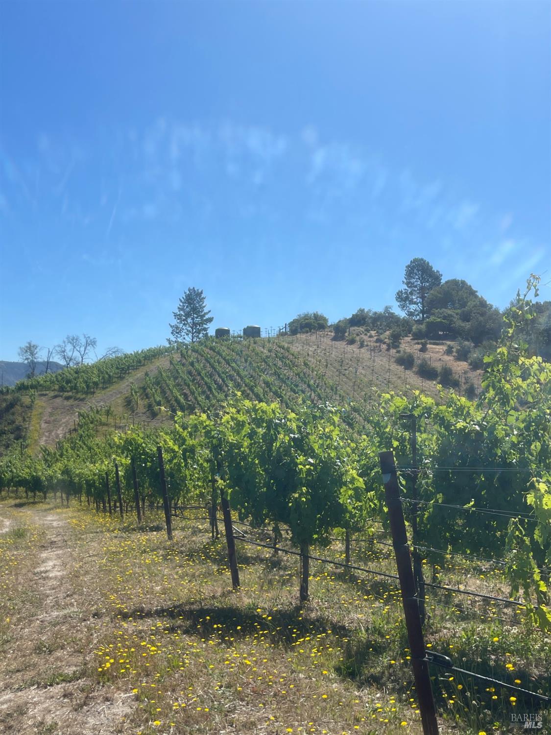 0 Diamond Mountain Road Calistoga, CA 94515 - Photo 9 of 19