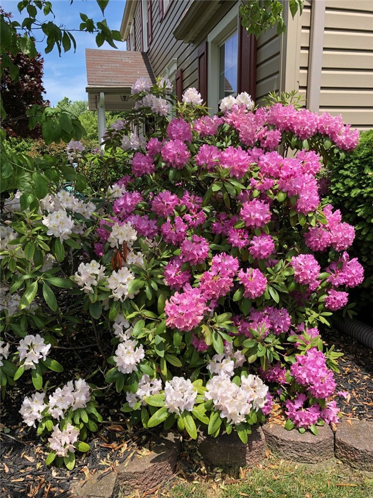 26 Misty Pine Road Perinton, NY 14450 - Photo 34 of 38 Beautiful Flowing Bushes