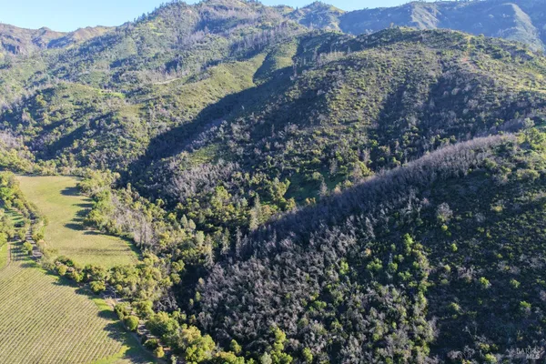 a view of a forest with a forest