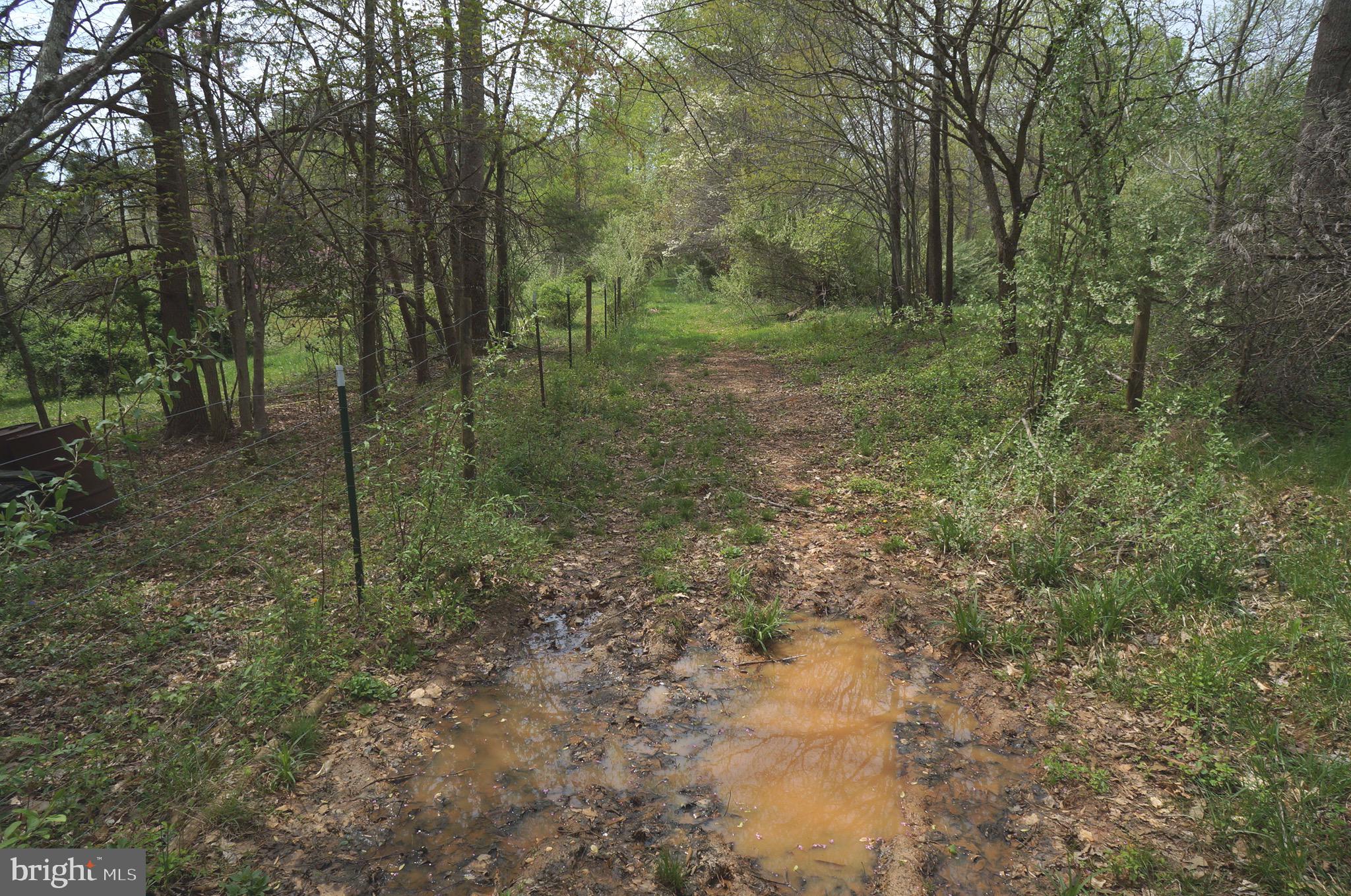 807 Holly Corner Road Fredericksburg, VA 22406 - Photo 48 of 57 a view of a forest with trees in the background
