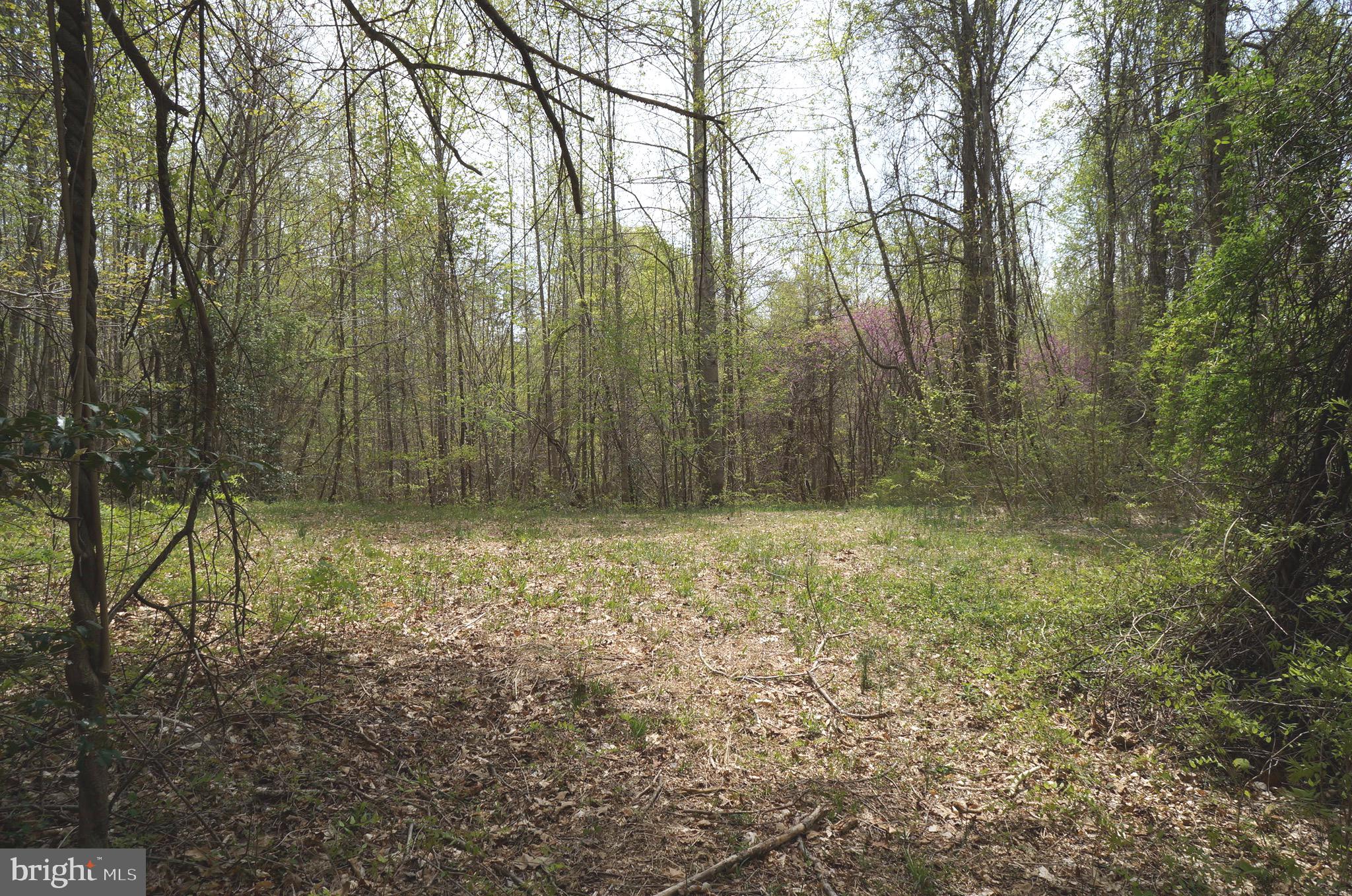 807 Holly Corner Road Fredericksburg, VA 22406 - Photo 52 of 57 a view of backyard with green space