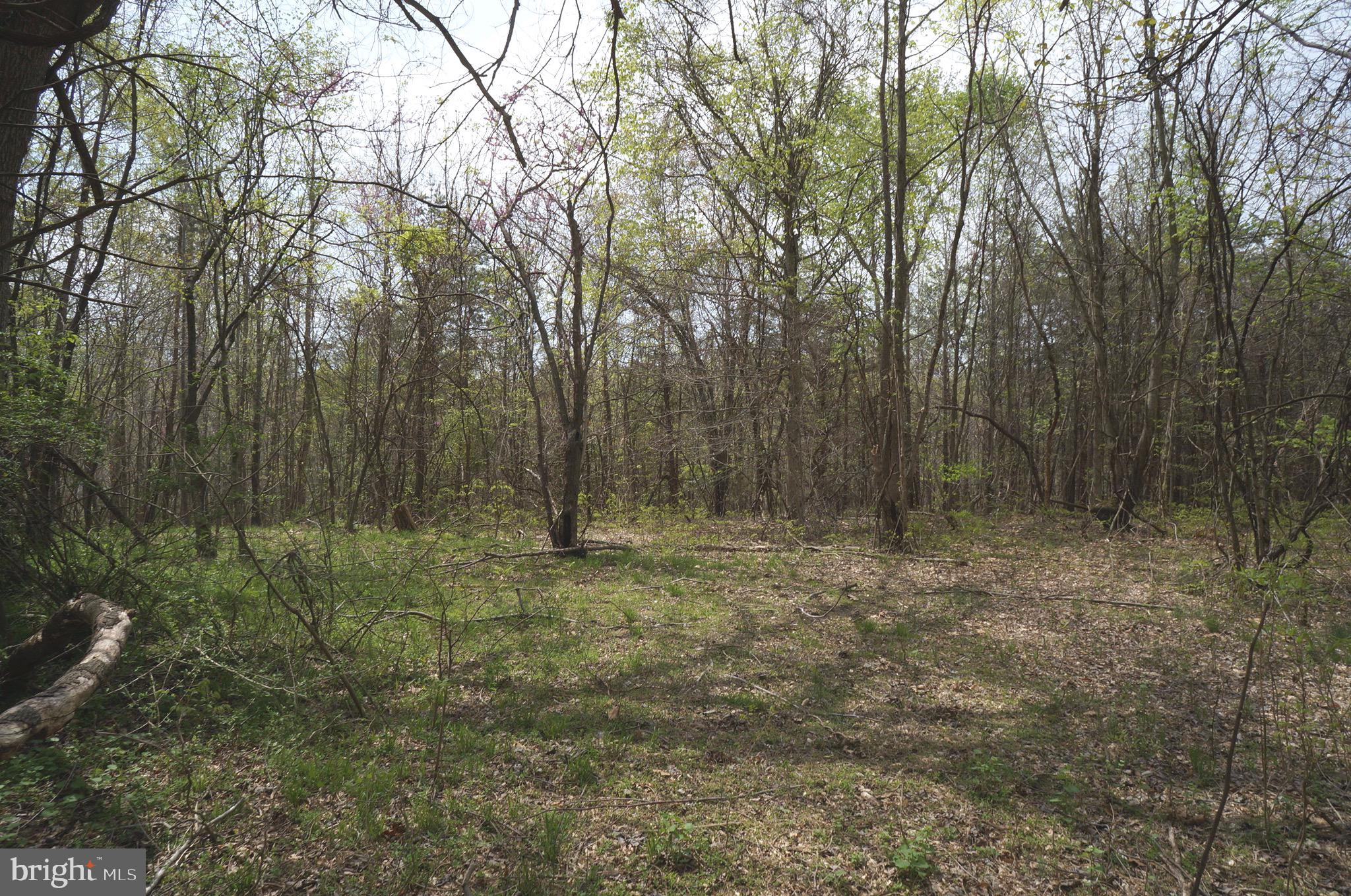 807 Holly Corner Road Fredericksburg, VA 22406 - Photo 53 of 57 a view of outdoor space and green space