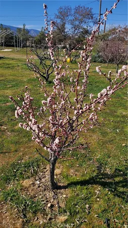 $349,000 | 9878 Wilson Ranch Road, Phelan, CA 92371