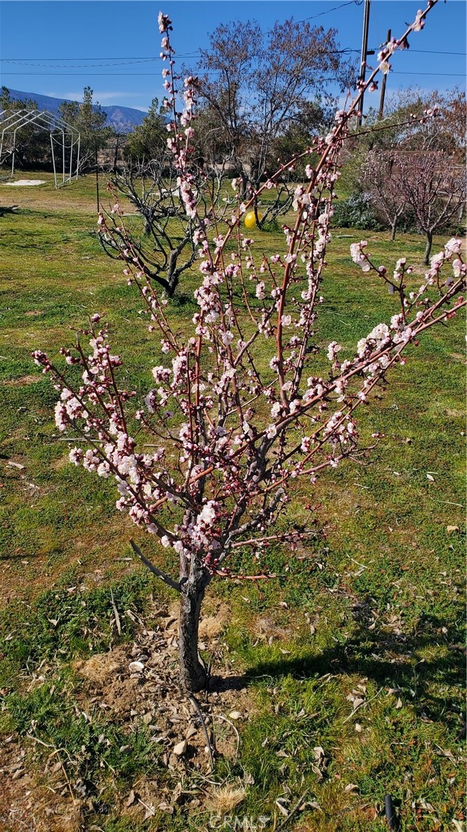 9878 Wilson Ranch Road Phelan, CA 92371 - Photo 26 of 27