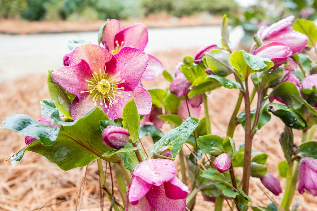 717 Double Churches Road Columbus, GA 31904 - Photo 53 of 54