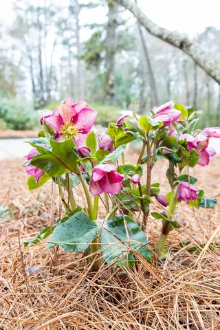 $325,000 | 717 Double Churches Road, Columbus, GA 31904