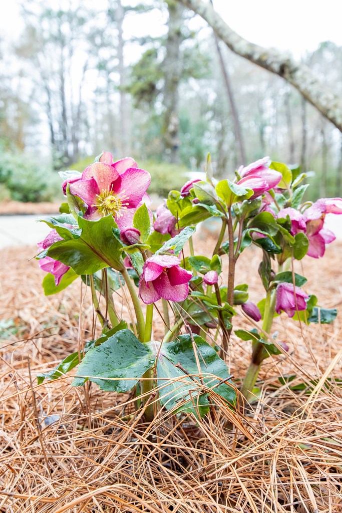717 Double Churches Road Columbus, GA 31904 - Photo 54 of 54 a view of a flower