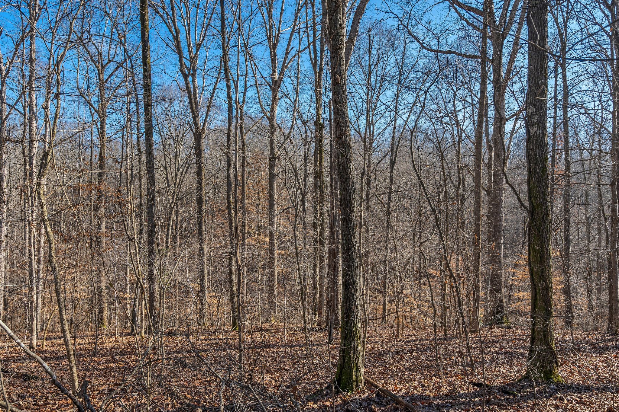 1365 Campbell Ridge Road Kingston Springs, TN 37082 - Photo 28 of 28 a view of a forest filled with trees