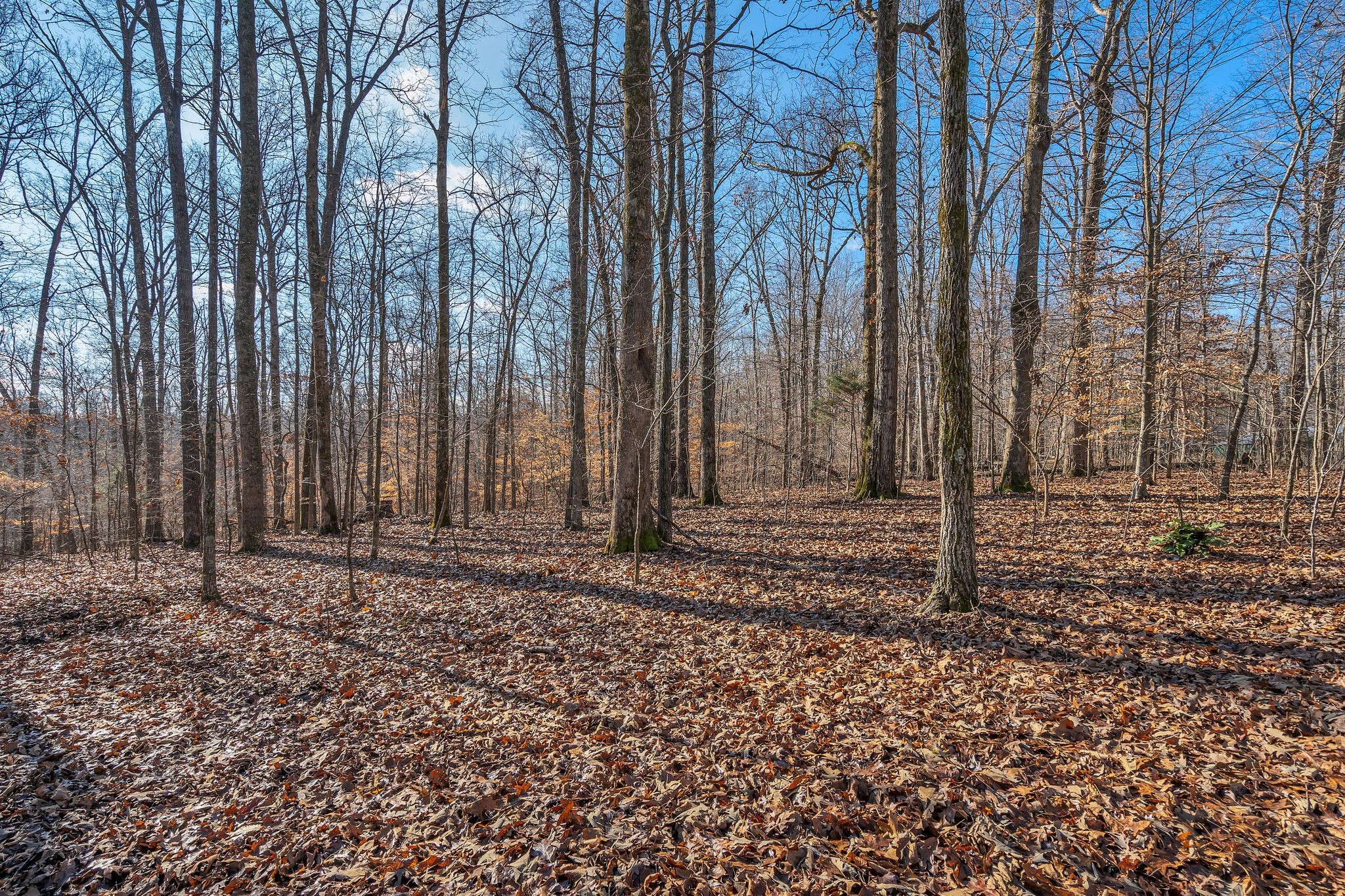 1365 Campbell Ridge Road Kingston Springs, TN 37082 - Photo 4 of 28 a view of a backyard