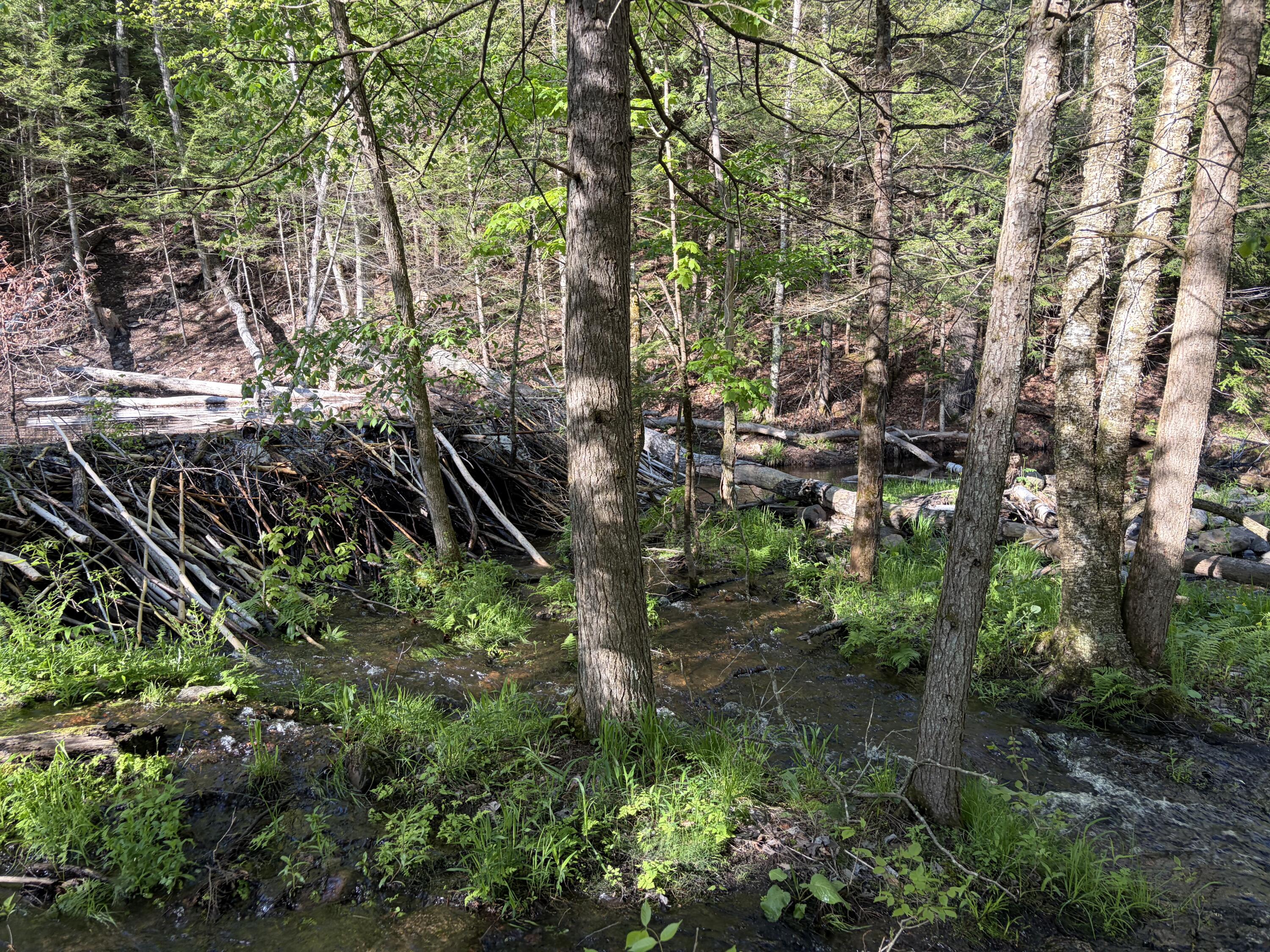 186 Town Line Road Cadyville, NY 12918 - Photo 59 of 60 Stream