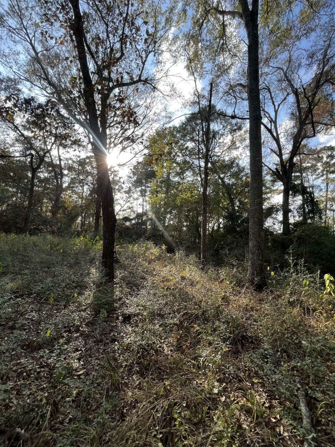 a view of a forest filled with trees