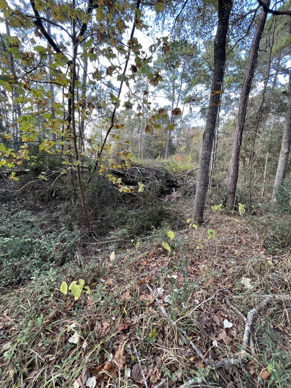 26870 Lazy Lane Magnolia, TX 77355 - Photo 12 of 18 a view of a forest with lots of trees