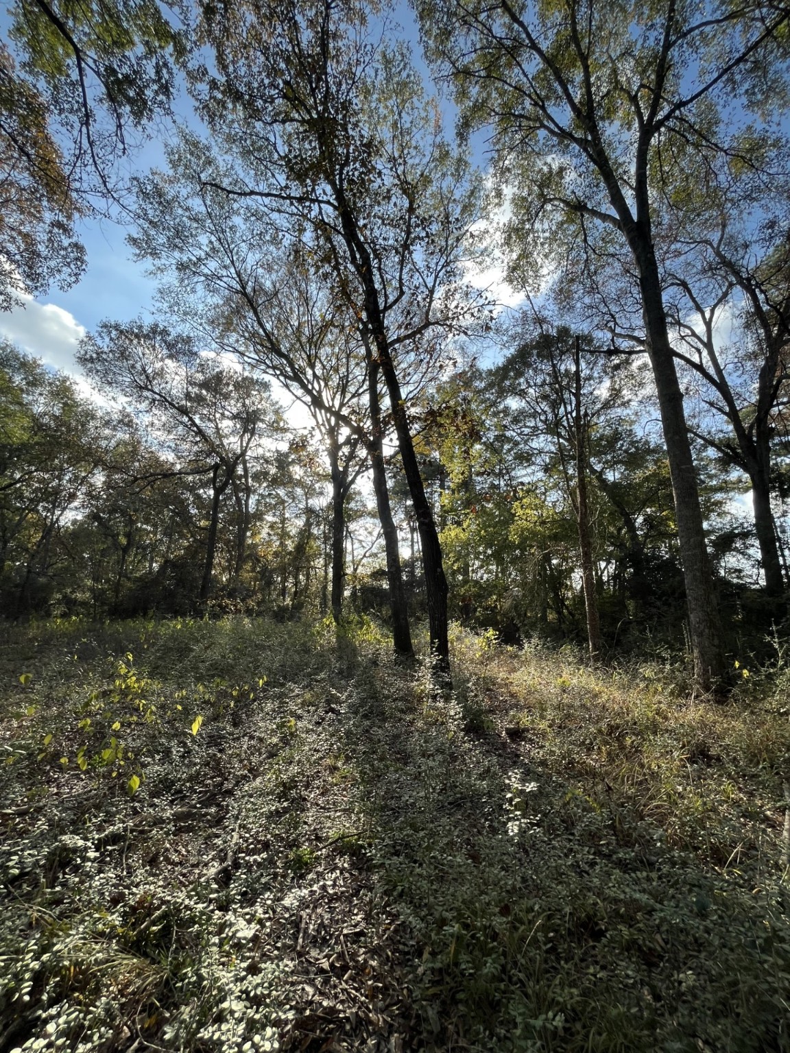 26870 Lazy Lane Magnolia, TX 77355 - Photo 2 of 18 a view of a forest with lots of trees