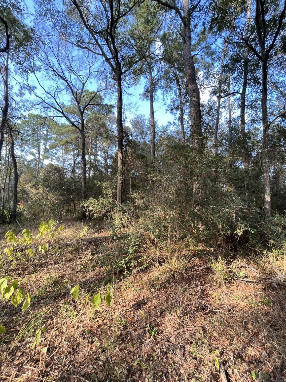 26870 Lazy Lane Magnolia, TX 77355 - Photo 3 of 18 a backyard of a house with lots of green space